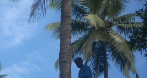 පොල් ගස් නගින්නන්ට රක්ෂණයක්