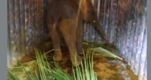 කන්ටේනයේ සිටි අලි පැටියා ලොහාන්ගේ