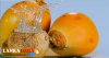 තැඹිලි ගෙඩියක් රුපියල් 2000 යි
