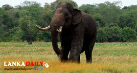 අග්බෝ සිටින උලගල්ල වැව වටා විදුලි වැටක්