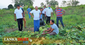 රසායනික පොහොර නොමැති කමින් වට්ටක්කා වගාවේ අස්වැන්න හිගවේ !
